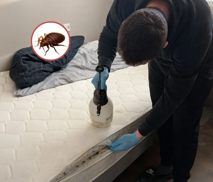 Technicien traitant un matelas contre les punaises de lit à Saint-Thibault-des-Vignes
